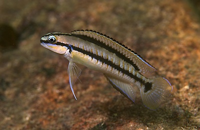 Telmatochromis vittatus 'Chituta Bay'